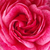 Roz - Trandafir nostalgic - Morden Ruby